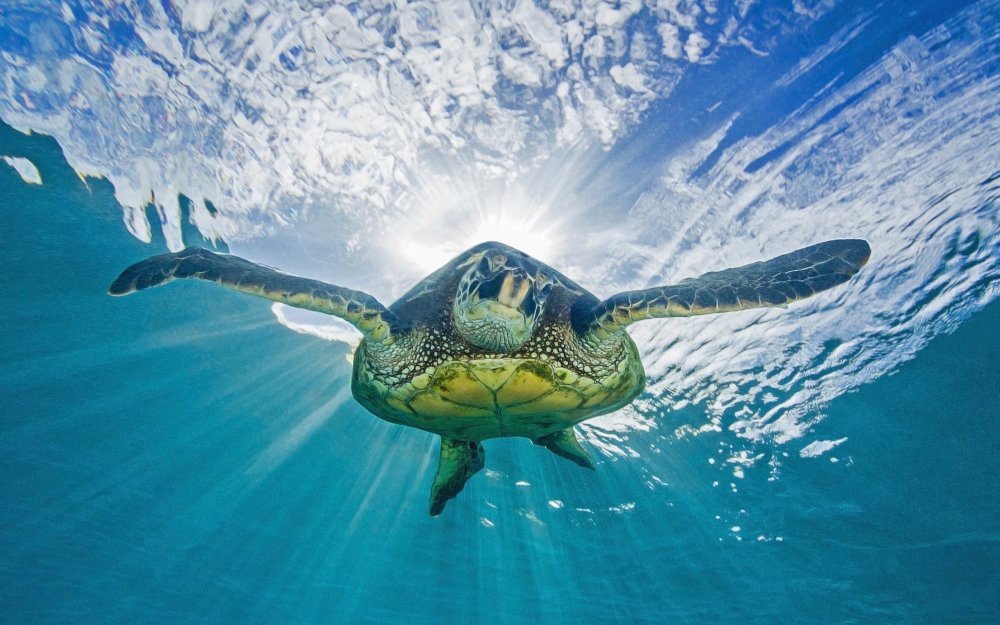 Голубая морская черепаха