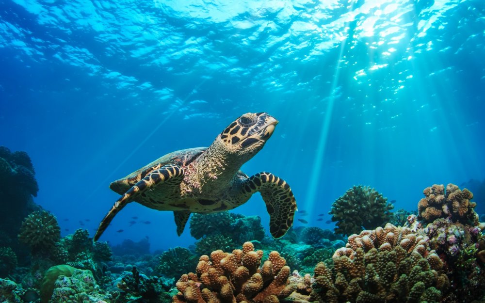 Мальдивы рифы черепахи