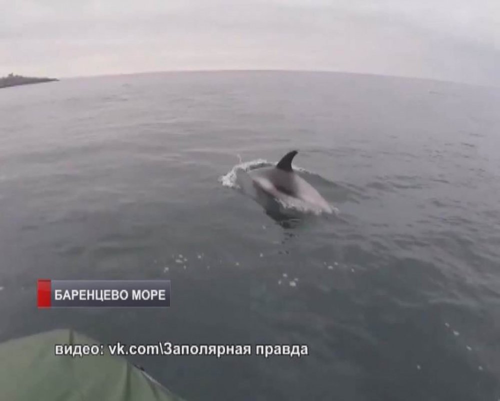 Дельфин Баренцева моря
