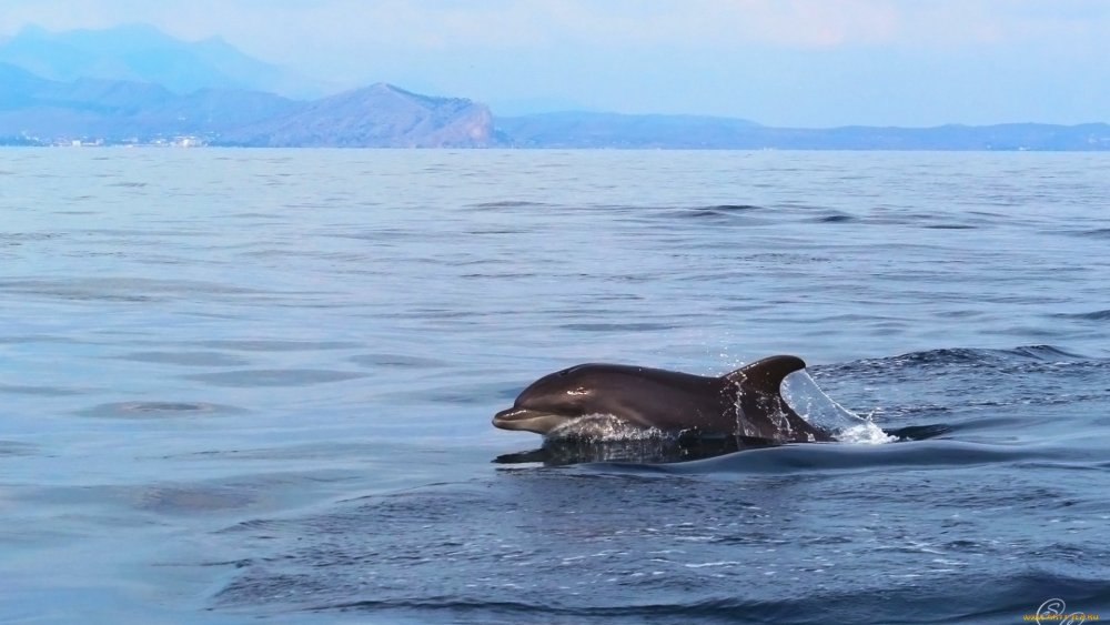 Дельфин Баренцева моря