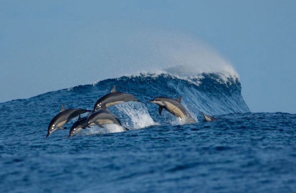 Дельфин по морю плывет