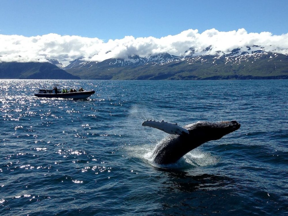 Хусавик Исландия киты