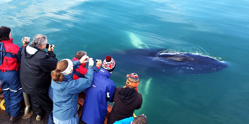 Наблюдение за китами Исландия