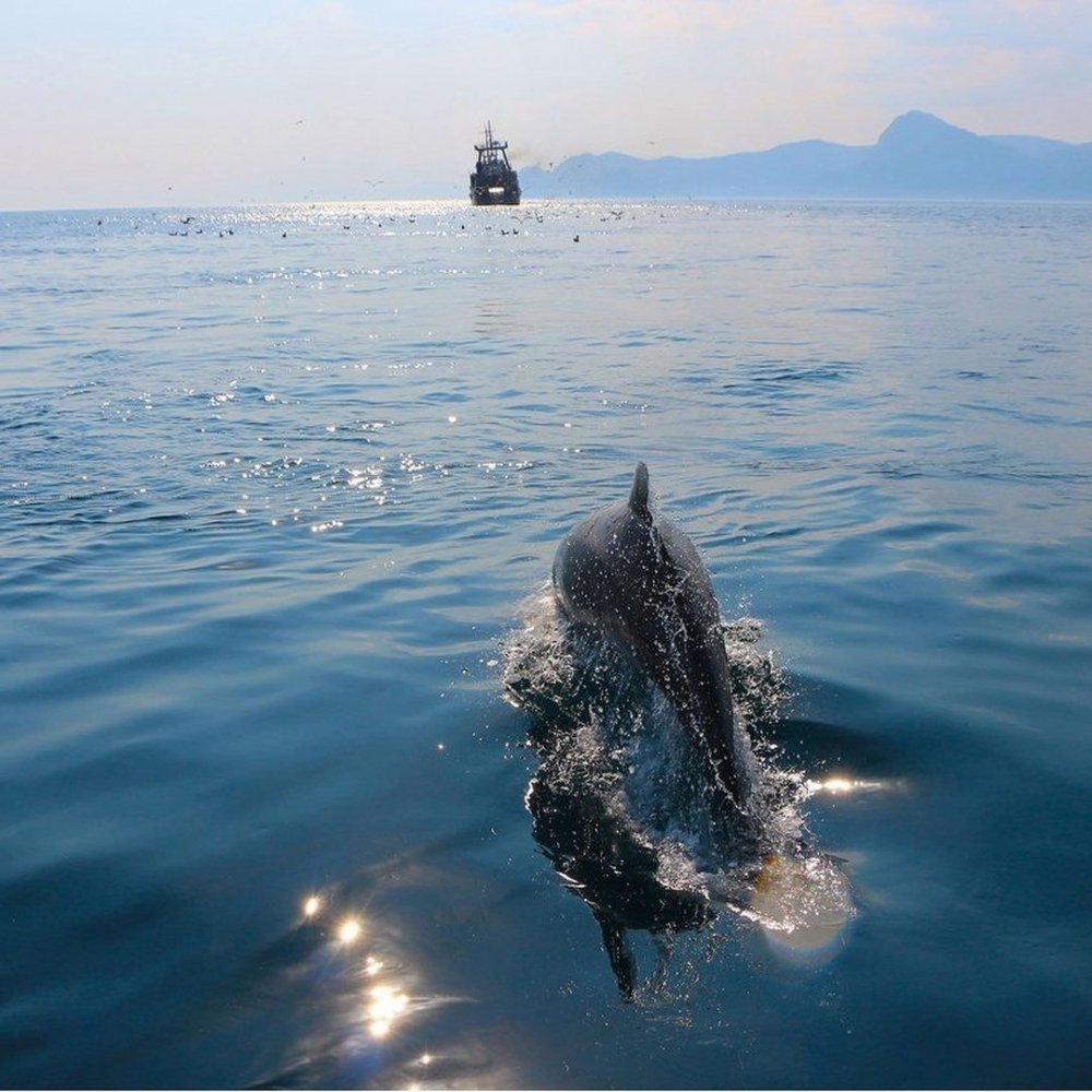 Дельфины Крым Карадаг