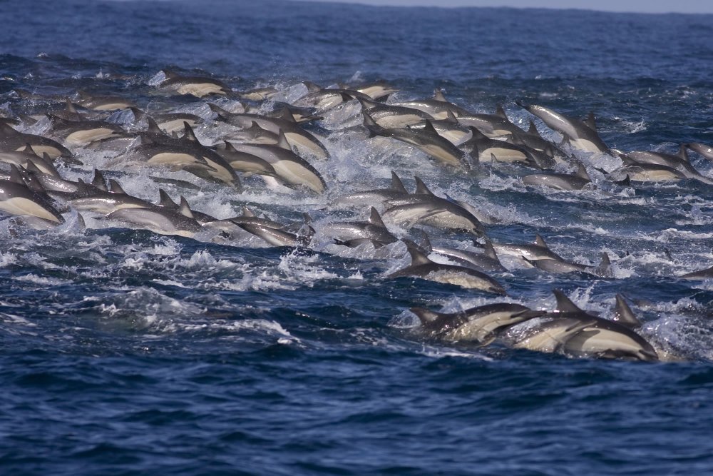 Миграция серого кита