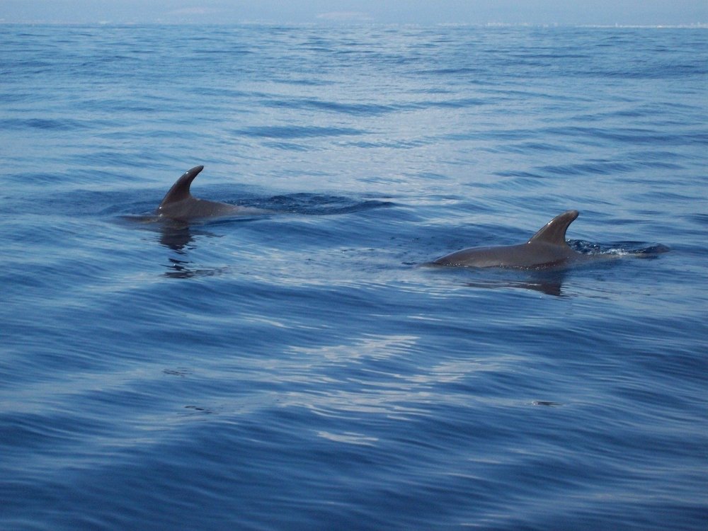 Длинноносый Дельфин