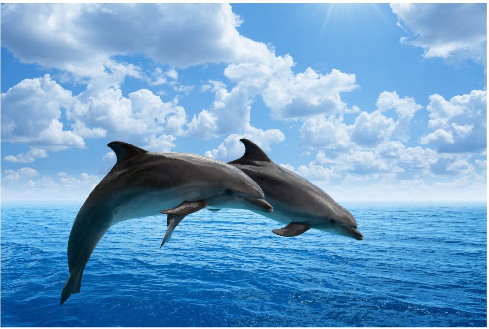 Дельфины горизонтальная