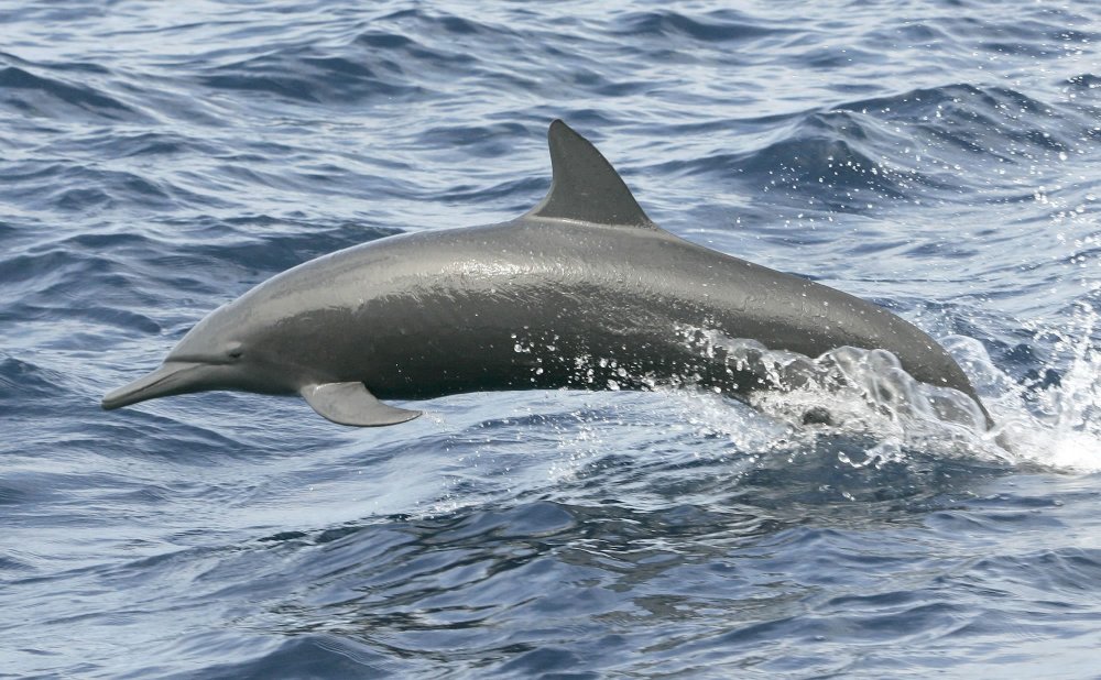 Беломордый Дельфин в Баренцевом море