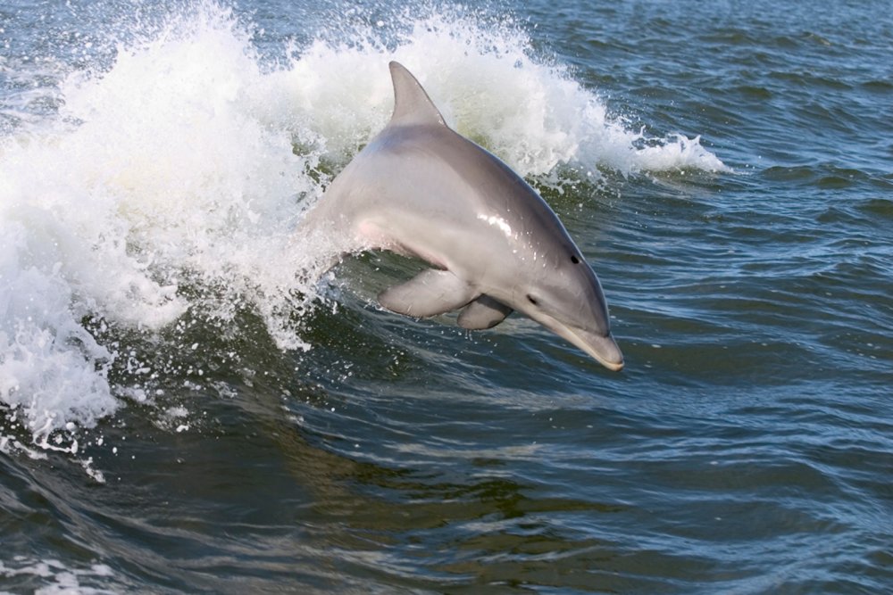 Дельфины сопровождают корабли