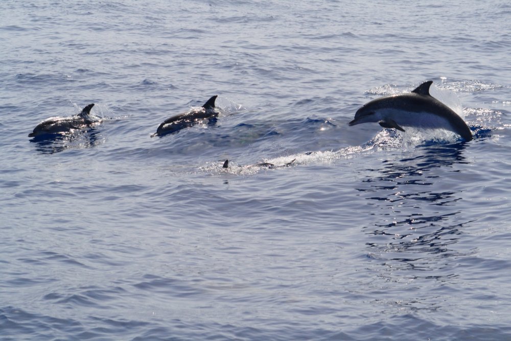 Дельфины в Баренцевом море