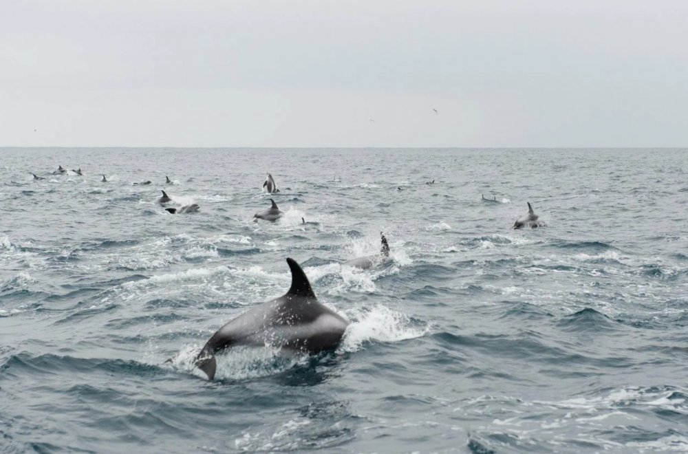 Териберка дельфины
