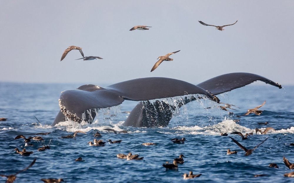 Бискайский залив киты