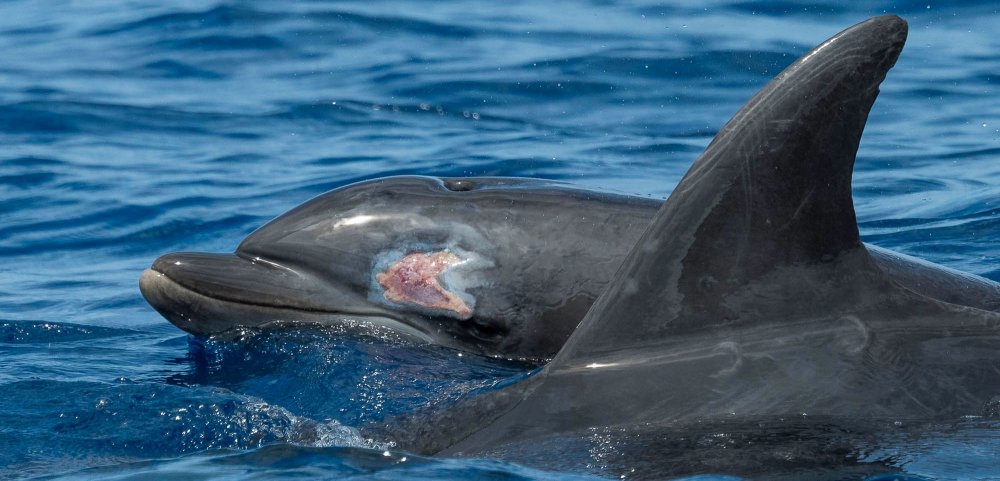 Рожа дельфина