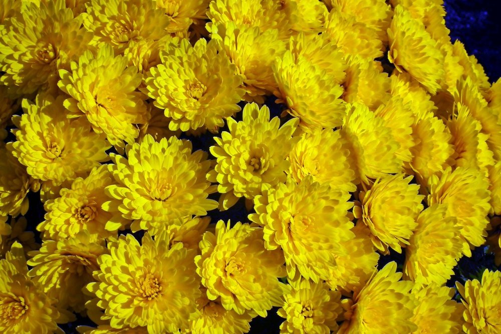 Желтые хризантемы (65 фото) - 65 фото