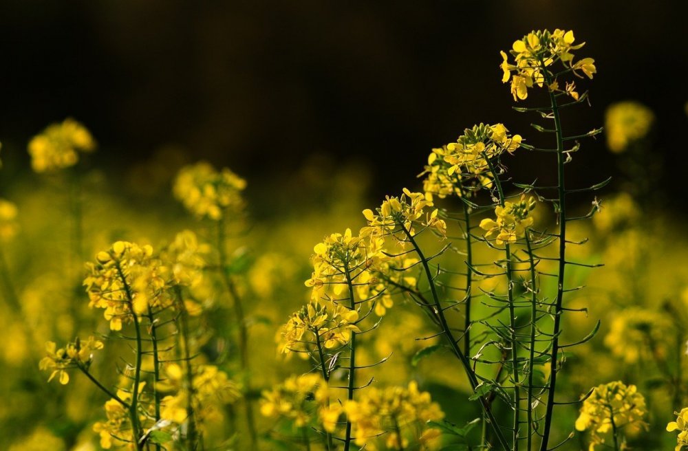 Желтые полевые цветы ( фото) »