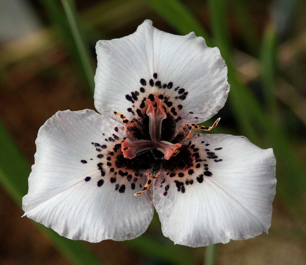 Moraea iridioides Flower Seeds