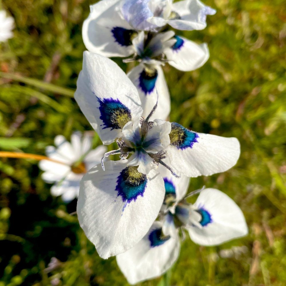 Moraea iridioides Flower Seeds