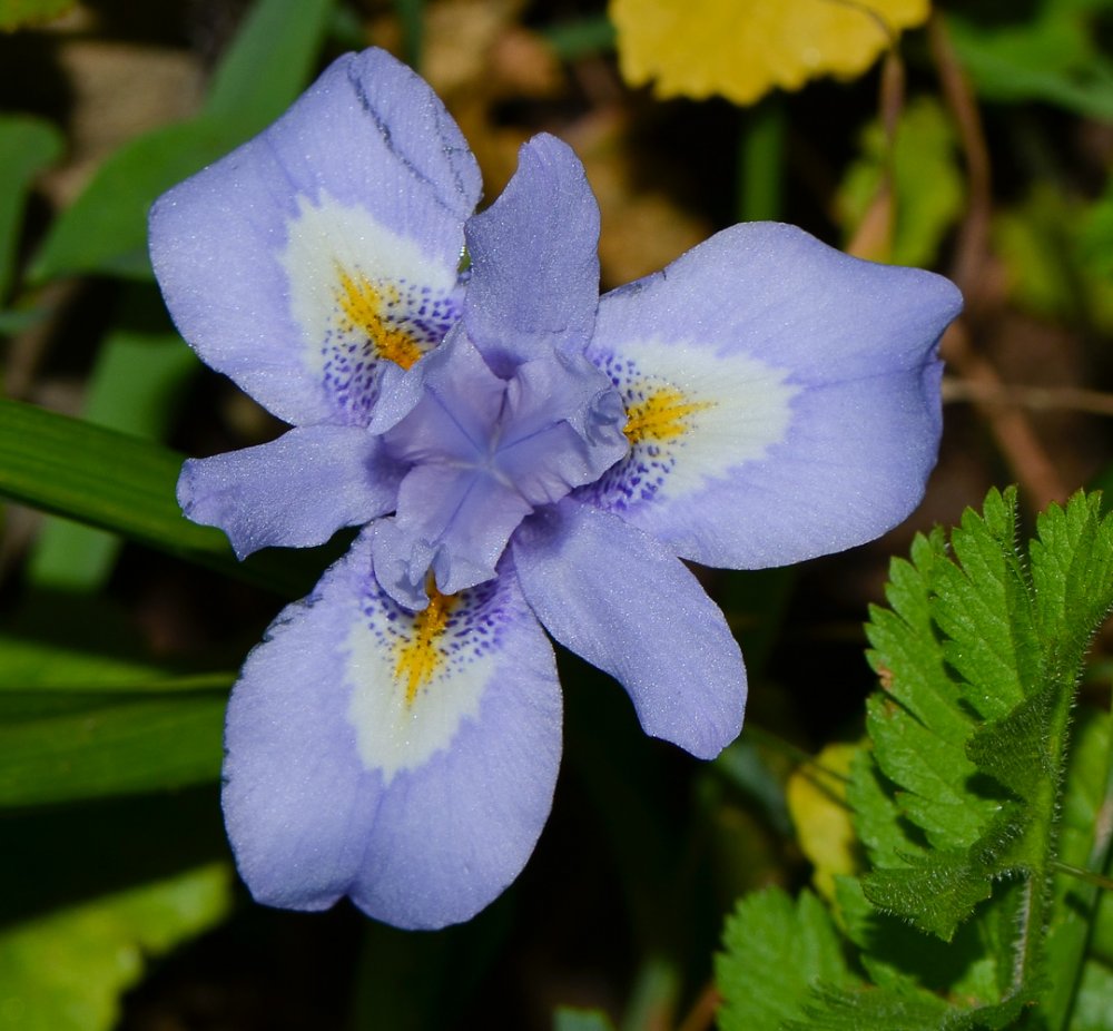 Moraea iridioides Flower Seeds