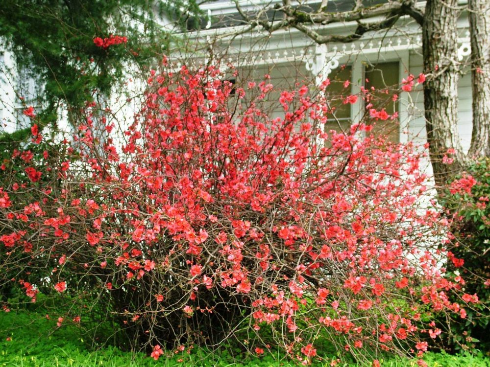 Куст айвы фото. Айва хеномелес. Японская айва кустарник. Японская айва хеномелес кустарник. Хеномелес Маулея.