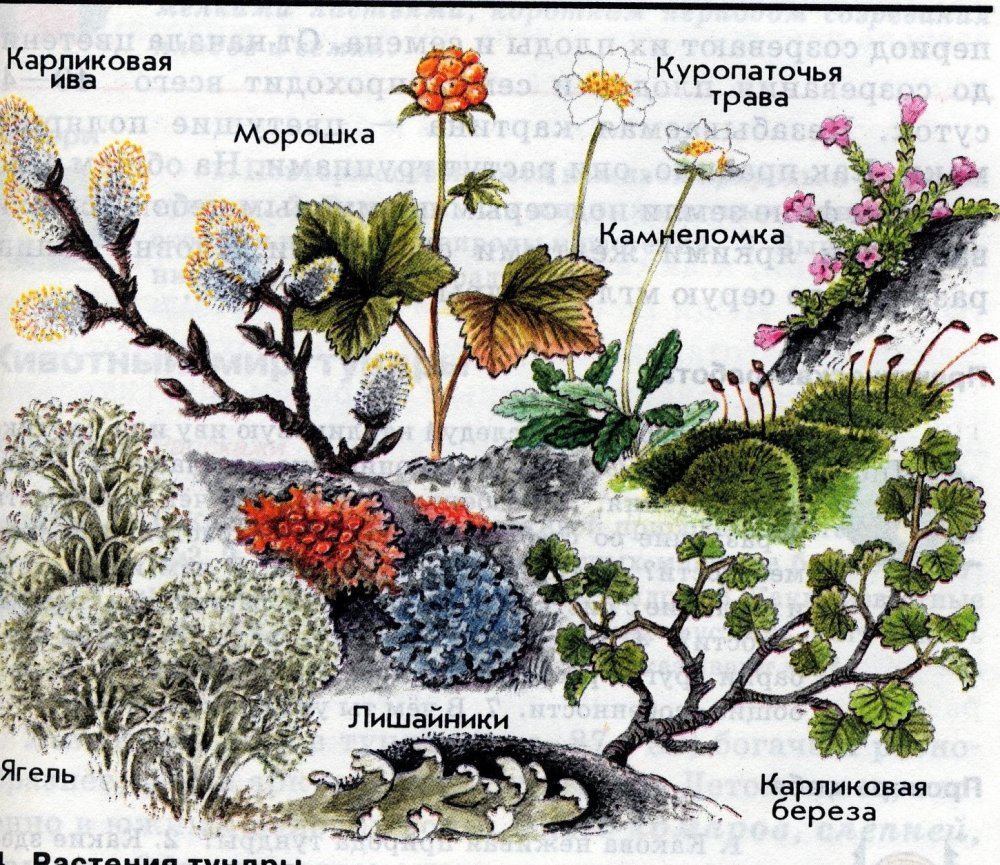 Растительный мир тундры в России