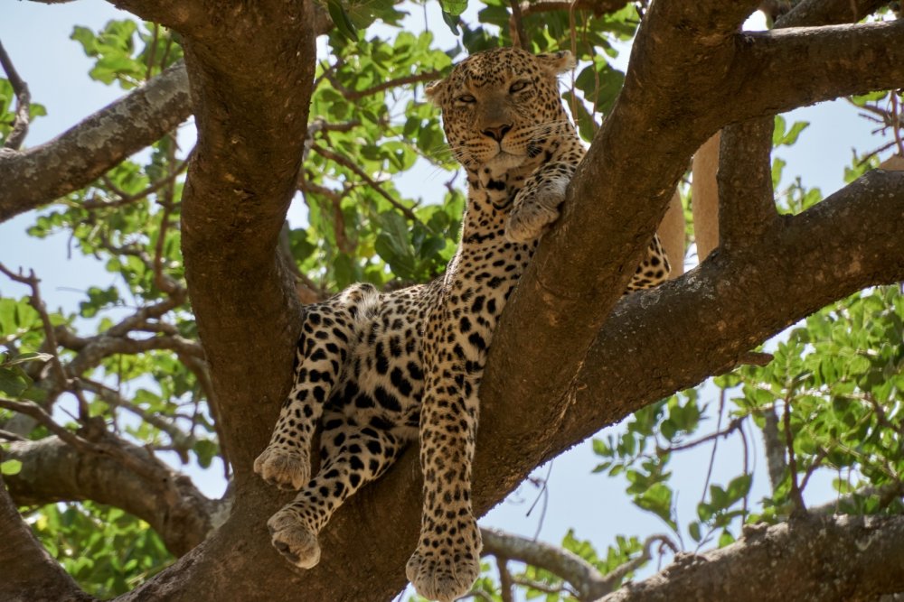 Леопард в Танзании