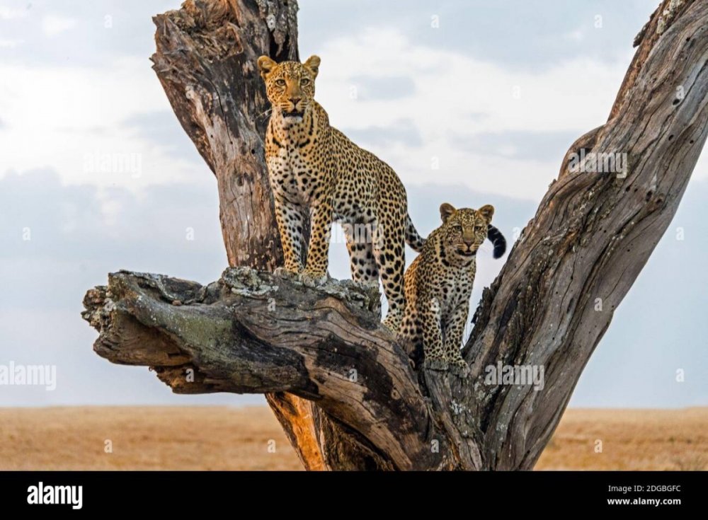 Леопард в Танзании