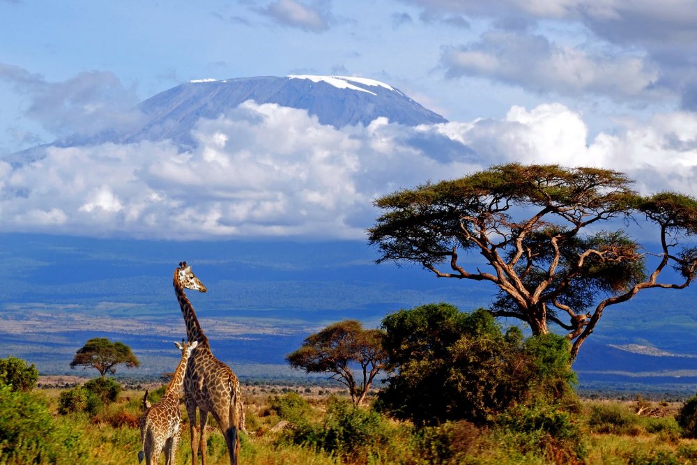Национальный парк Танзании Килиманджаро