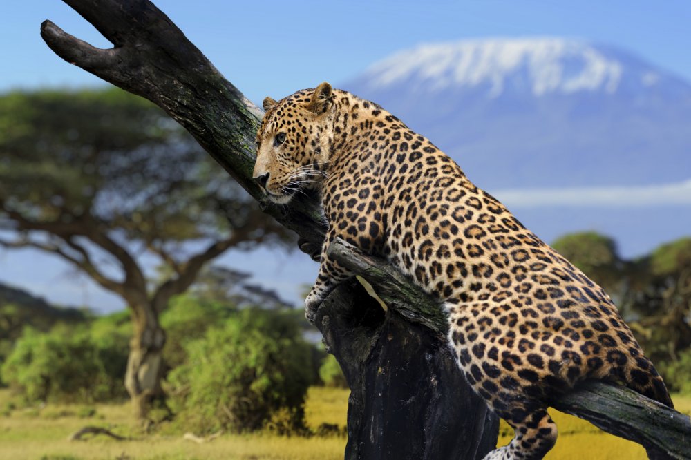 Килиманджаро леопард