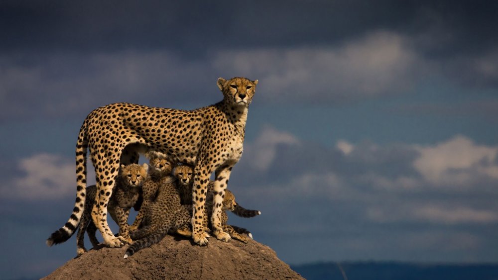 Леопард с вершины Килиманджаро
