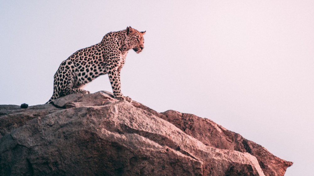 Леопард в пустыне