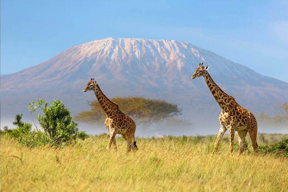 Гора Килиманджаро провели интернет