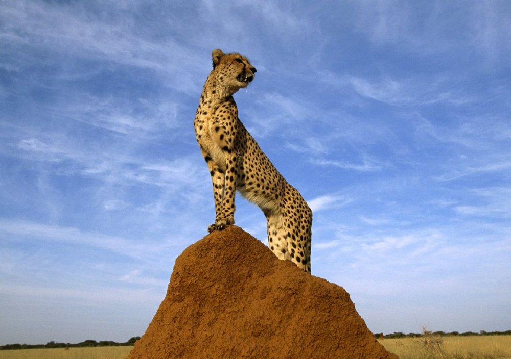 Леопард с вершины Килиманджаро
