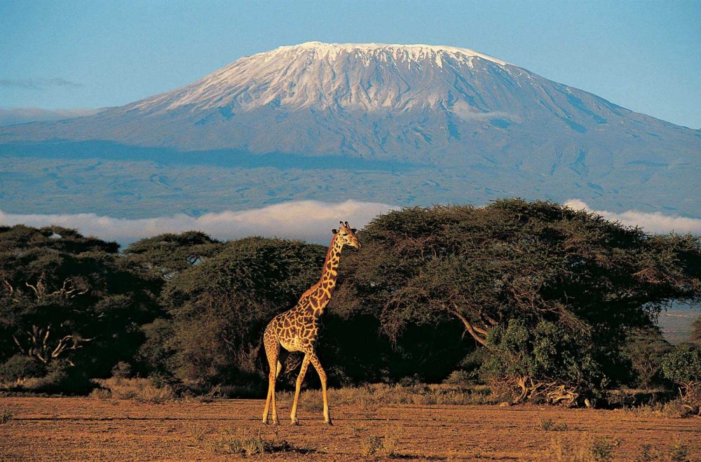 Гора в Африке Килиманджаро