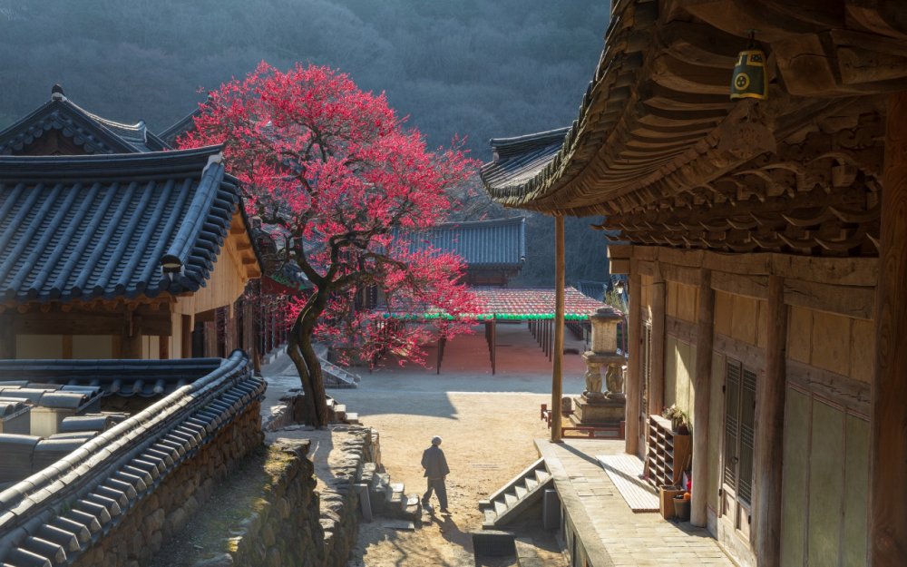 Обои дерево Весна цветение монастырь Корея