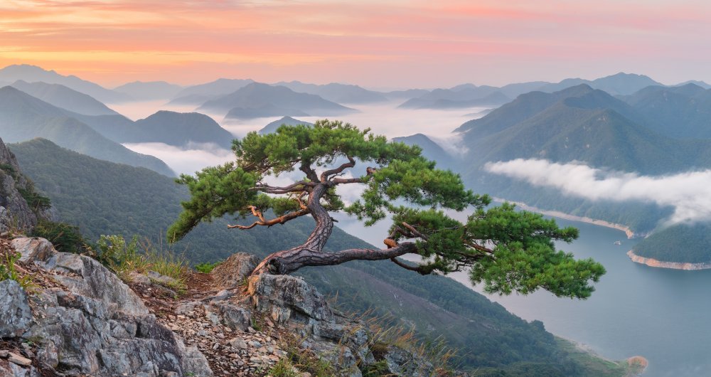 Дерево элгарио Южная Корея