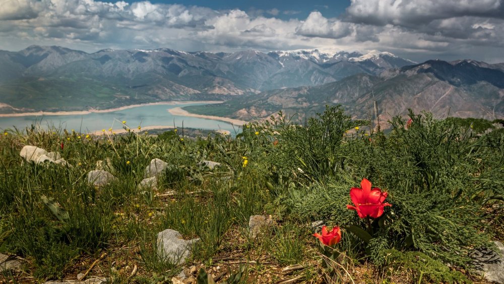 Горы Чимгана Узбекистан
