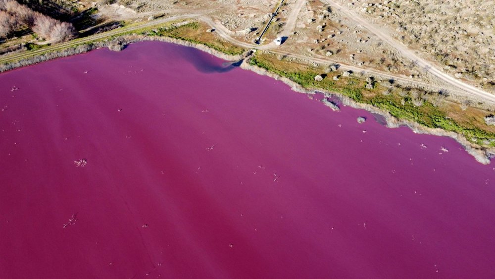 Розовое озеро в Аргентине