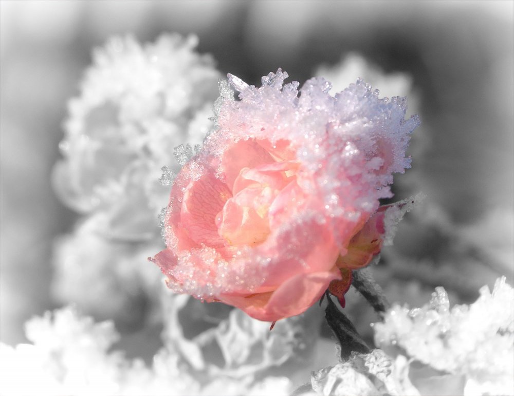 Роза на снегу