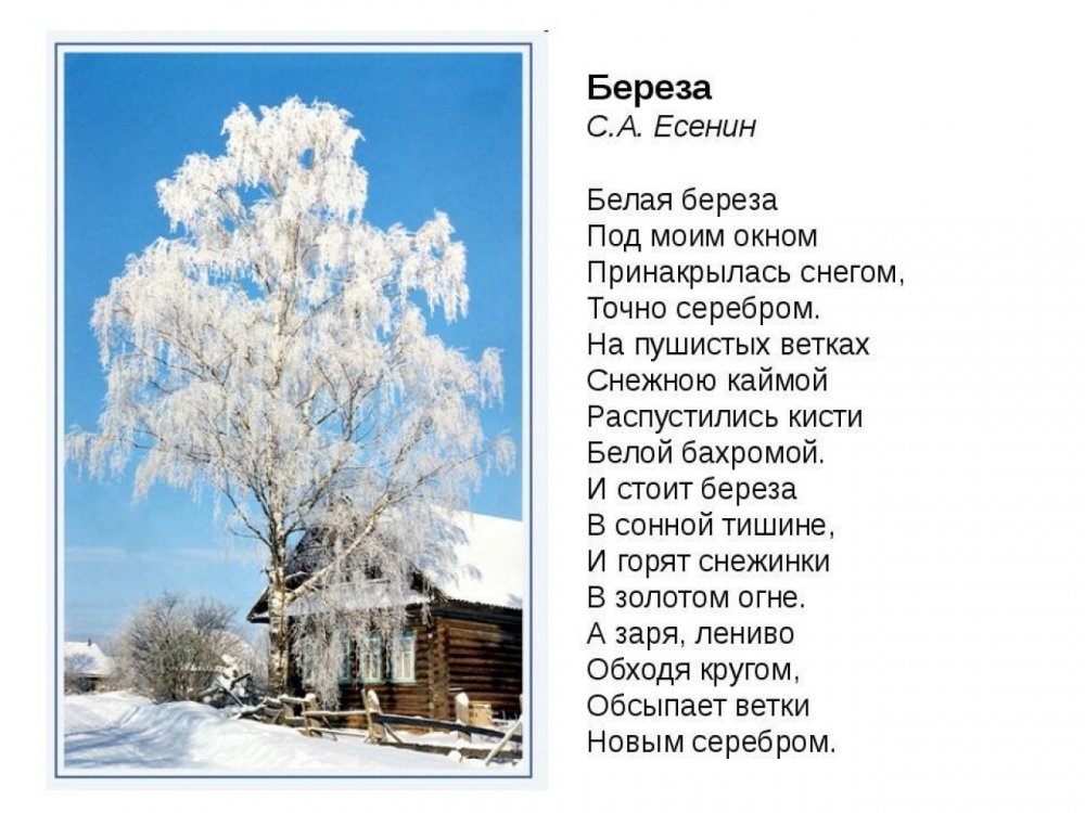 Стих Сергея Есенина белая береза под моим окном. Стих белая береза Есенин текст.