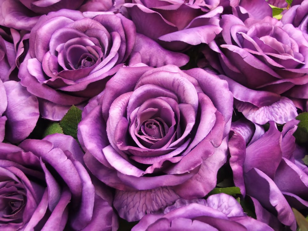 Роза пурпурный Триумф