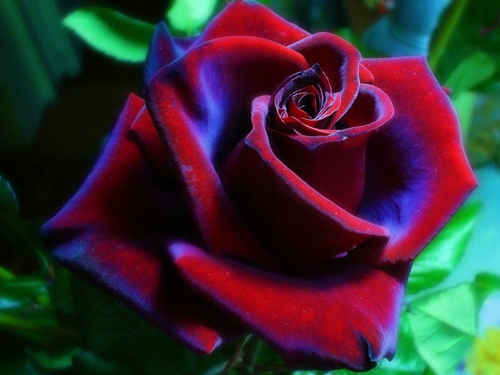 Роза чайно-гибридная пурпурная бархатная ночь