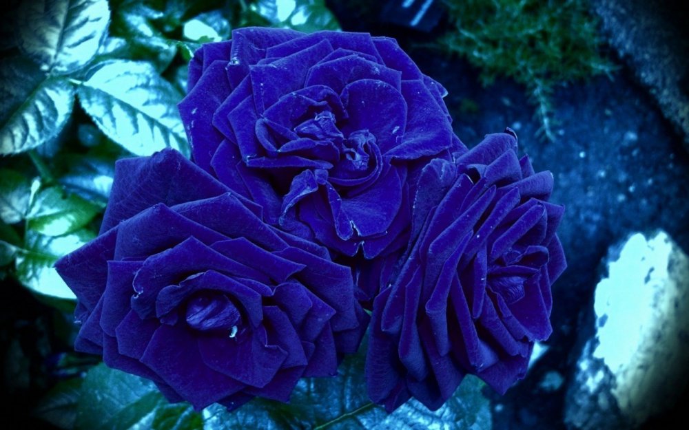 Роза плетистая голубая мечта