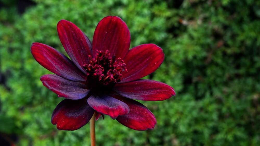 Шоколадная космея цветок (53 фото) - 53 фото