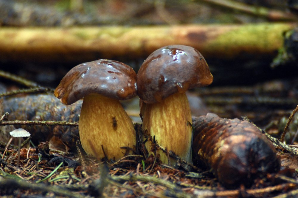 Отличие краснеющего зонтика от ложных, несъедобных грибов