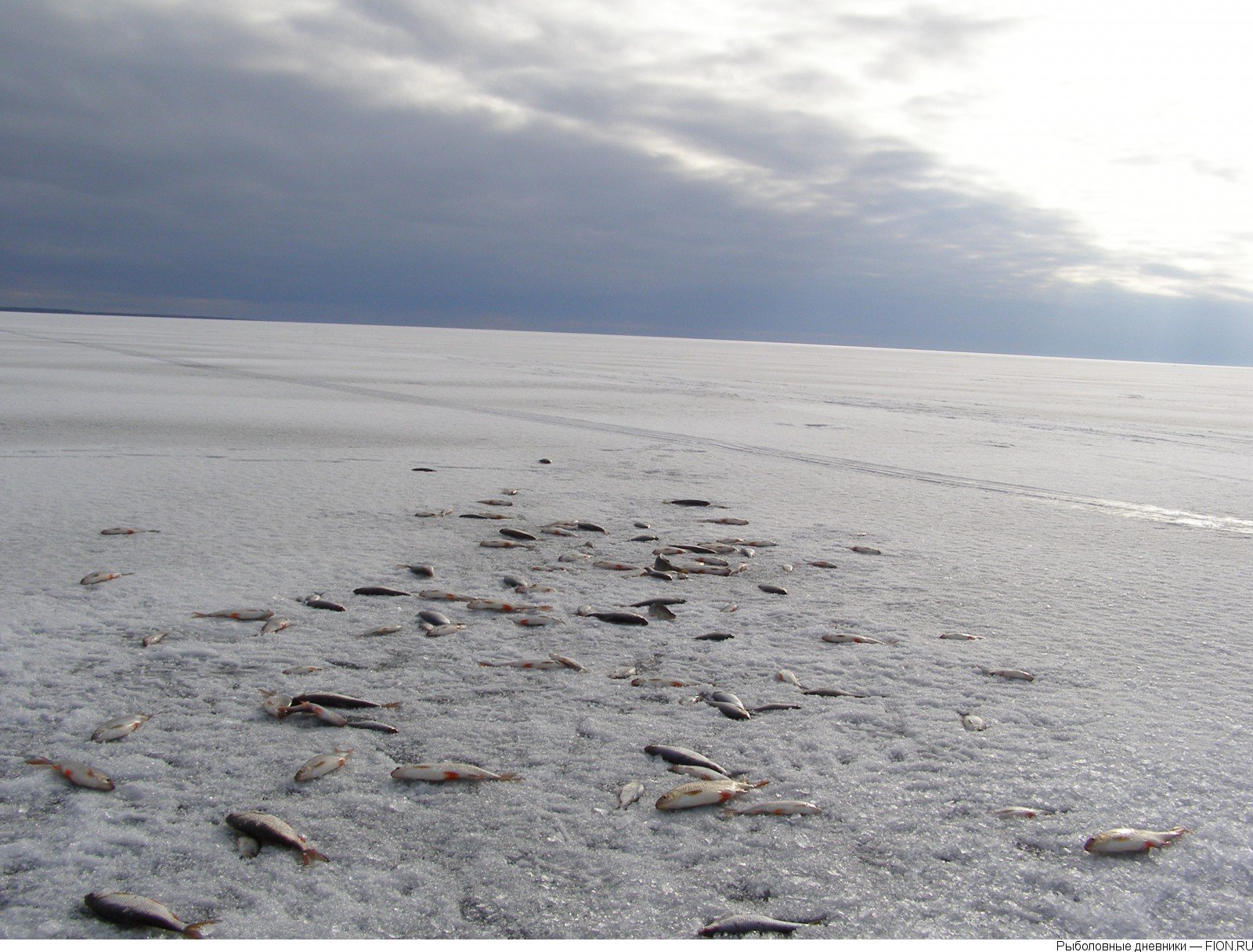Залив чудского озера. Чудское озеро зимой. Псковско-Чудское озеро зимой. Озеро цудское Чудское. Спицыно Чудское озеро зимой.