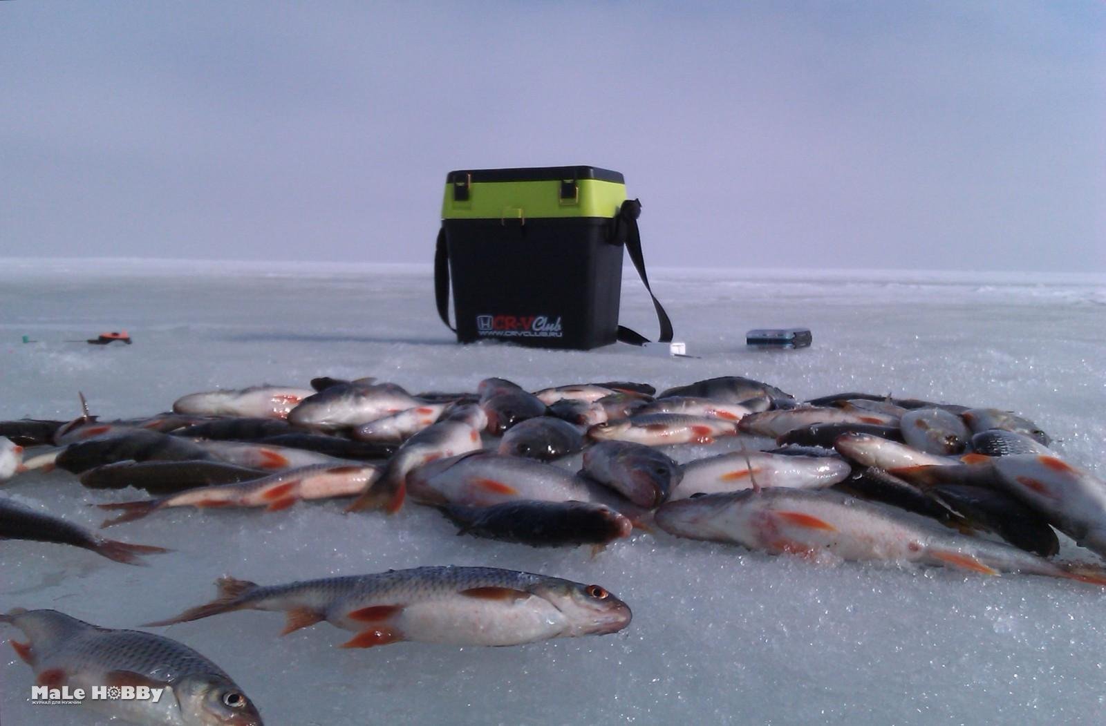 Рыба чудского озера. Зимняя рыбалка на Чудском озере. Чудское озеро рыбалка зимой. Зимняя рыбалка окуни Чудское озеро.