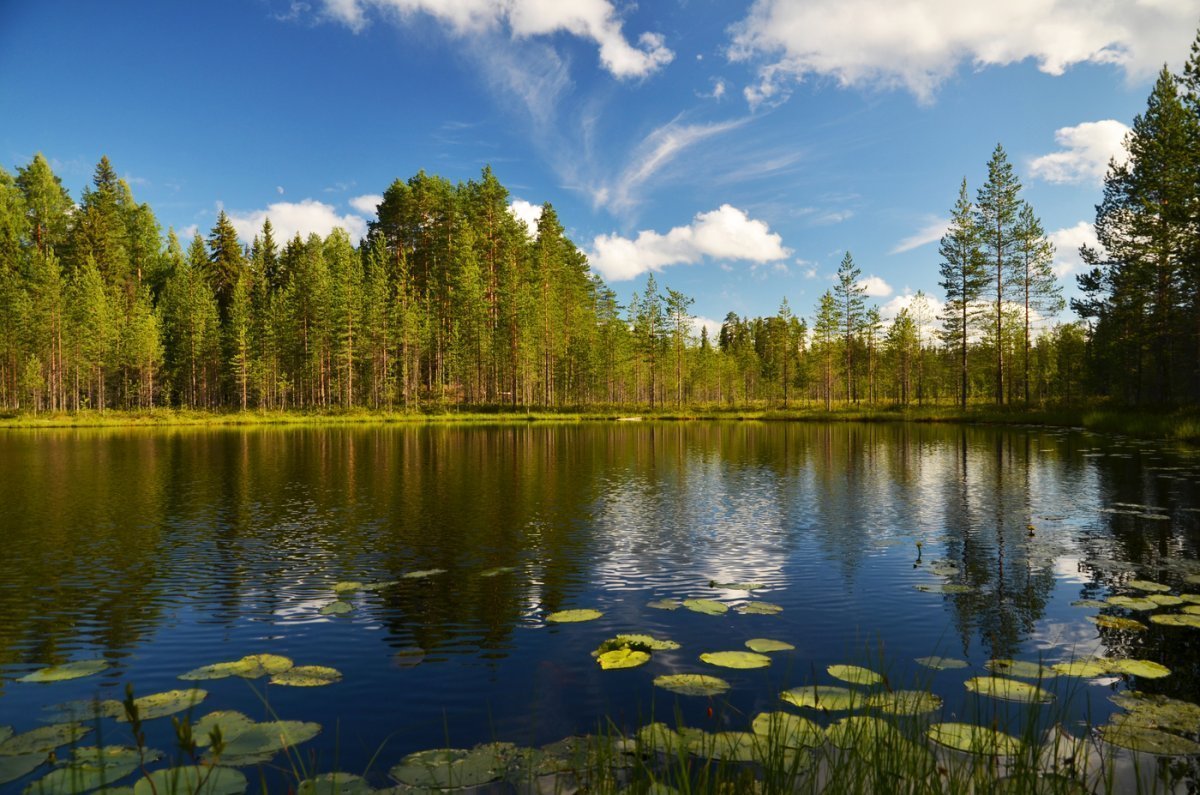 Карелия лес Ладога