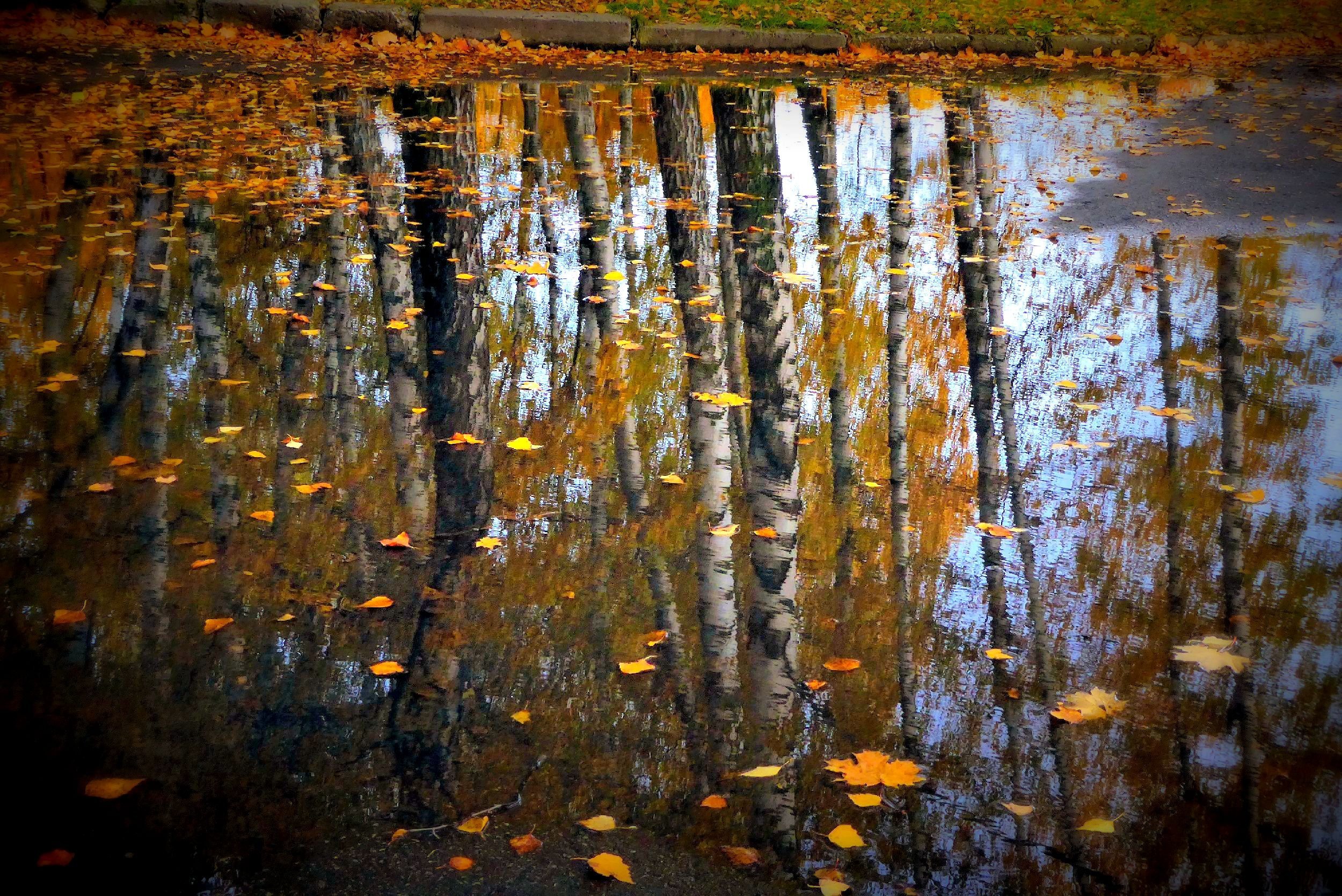 Отражение Осени В Воде Фото