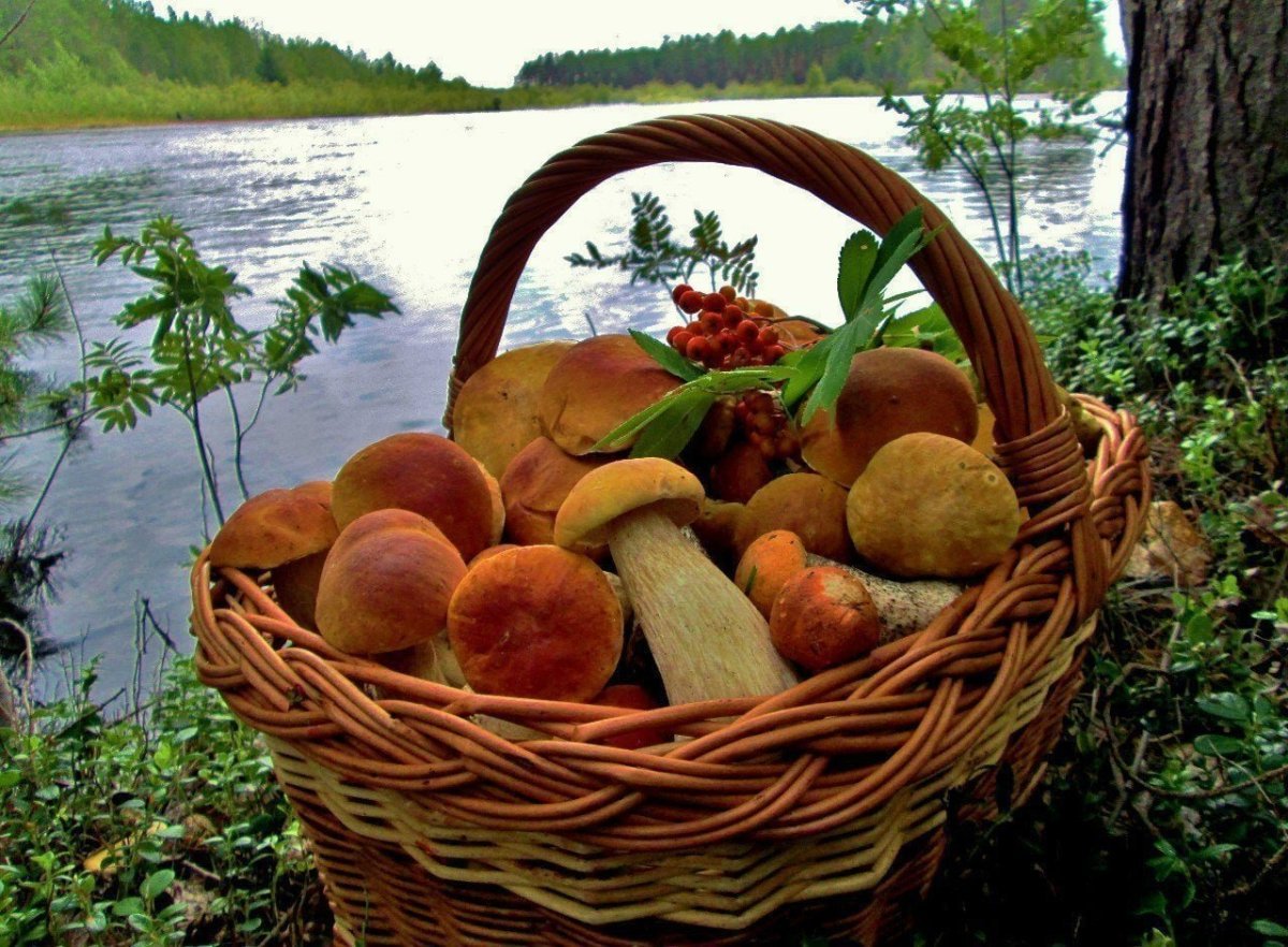 Свежие грибы и ягоды. Осенние дары природы. Август природа. Корзина с грибами. Корзина дары осени.