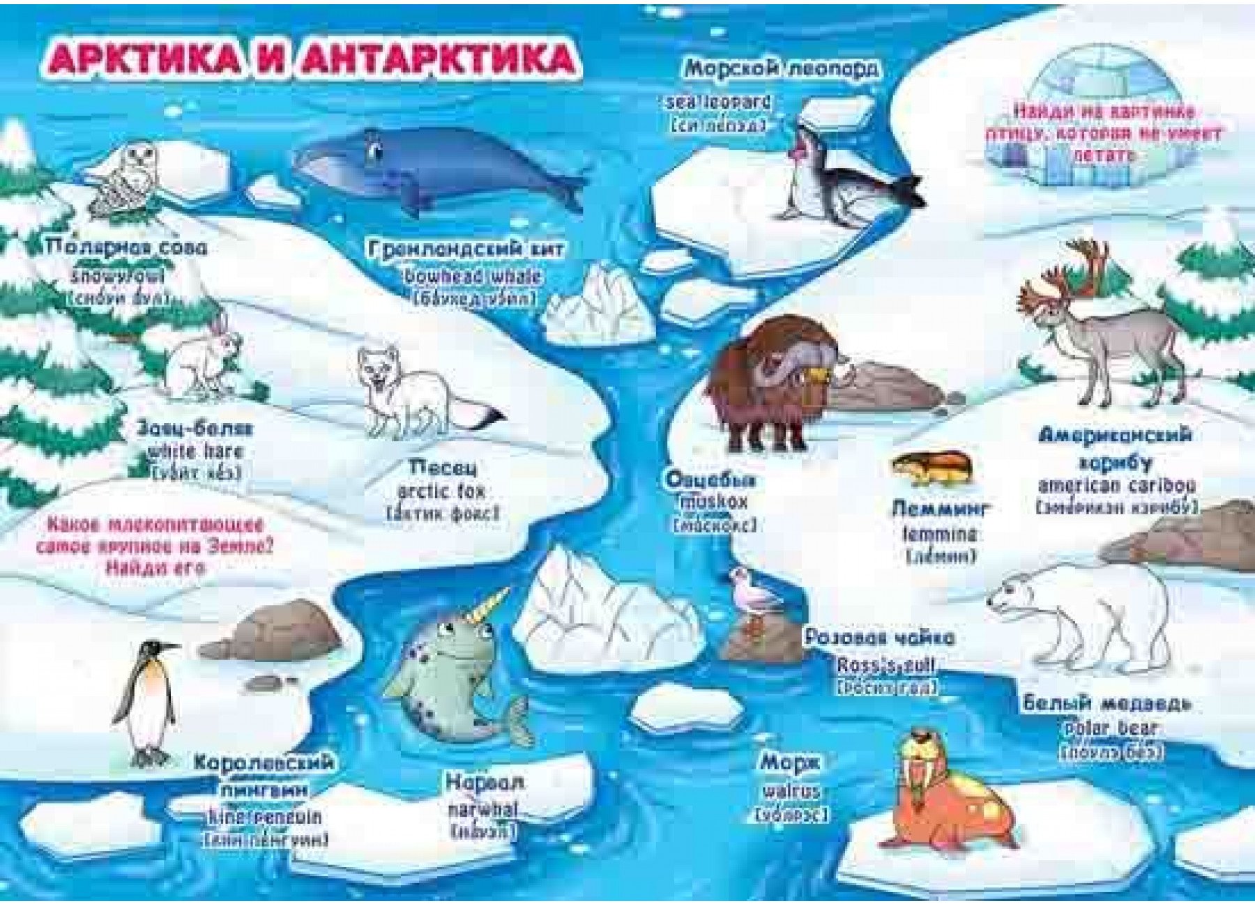 Арктика и антарктика на карте. Арктика и Антарктида для детей. Арктика на карте для детей. Арктика задания для дошкольников. Арктика и Антарктида для дошкольников.